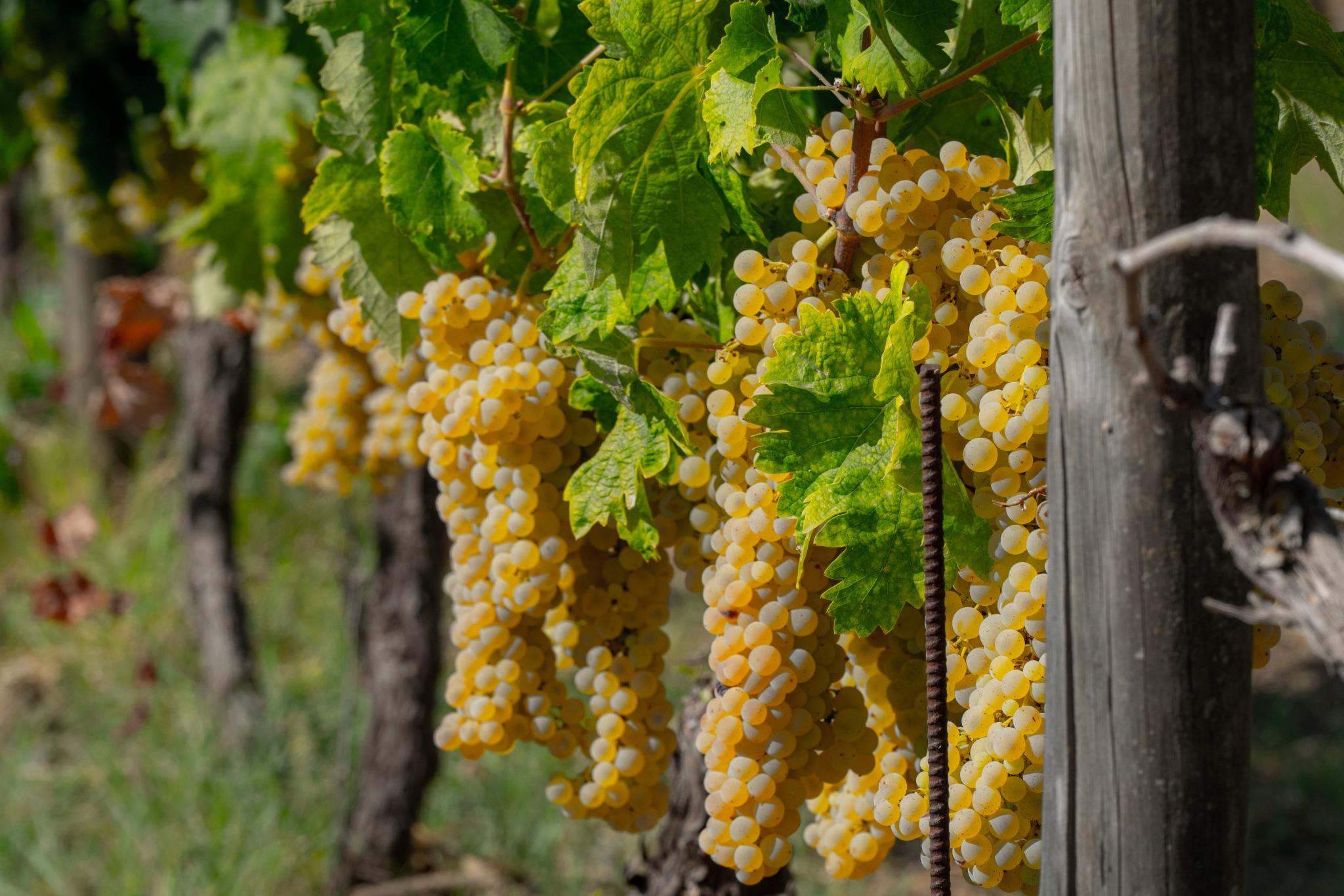 Grappoli bianchi maturi nei vigneti di Tenuta Donna Irma