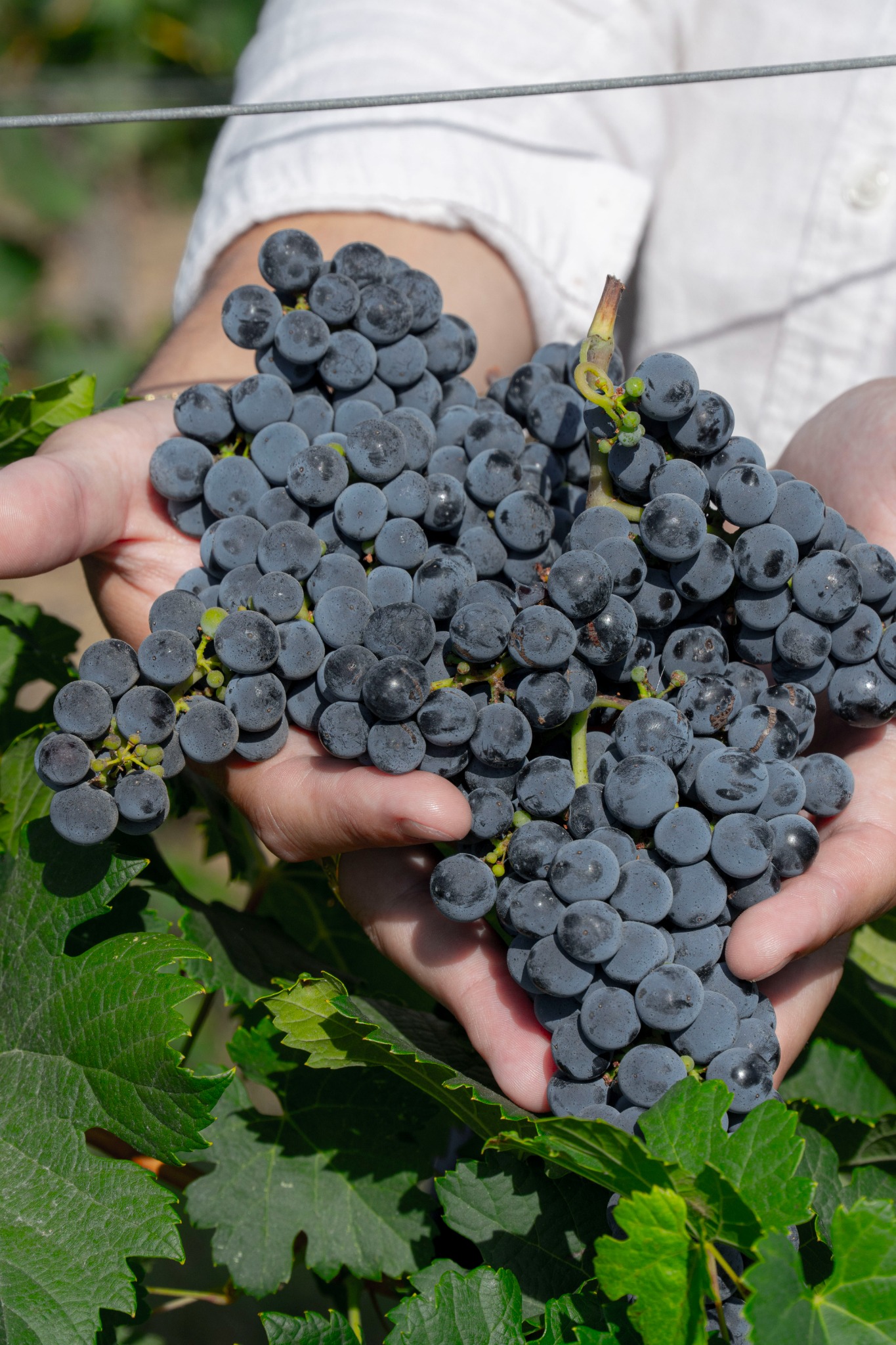 Grappoli rossi raccolti a mano durante la vendemmia